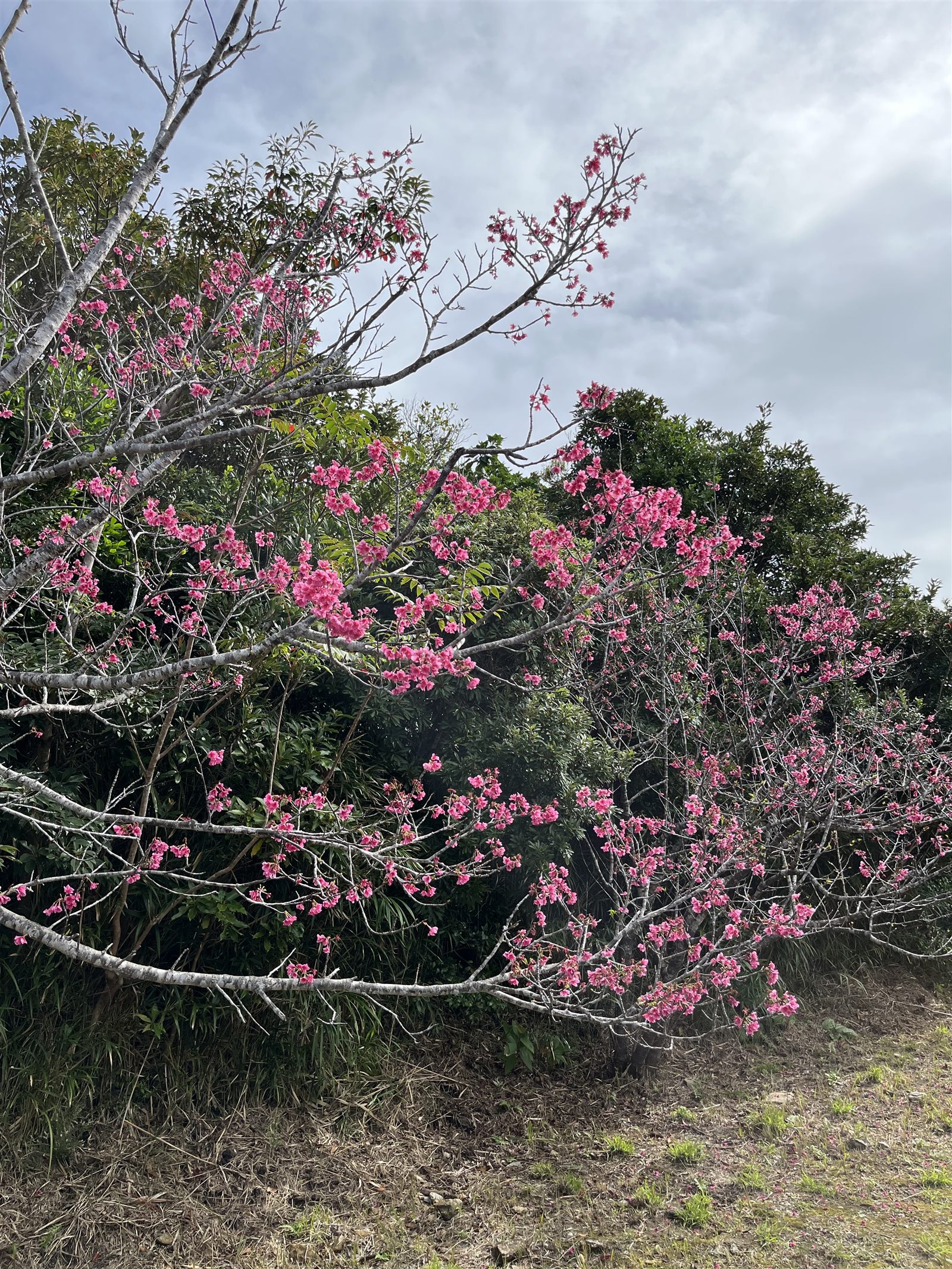 Kanhizakura cherry blossoms along the route