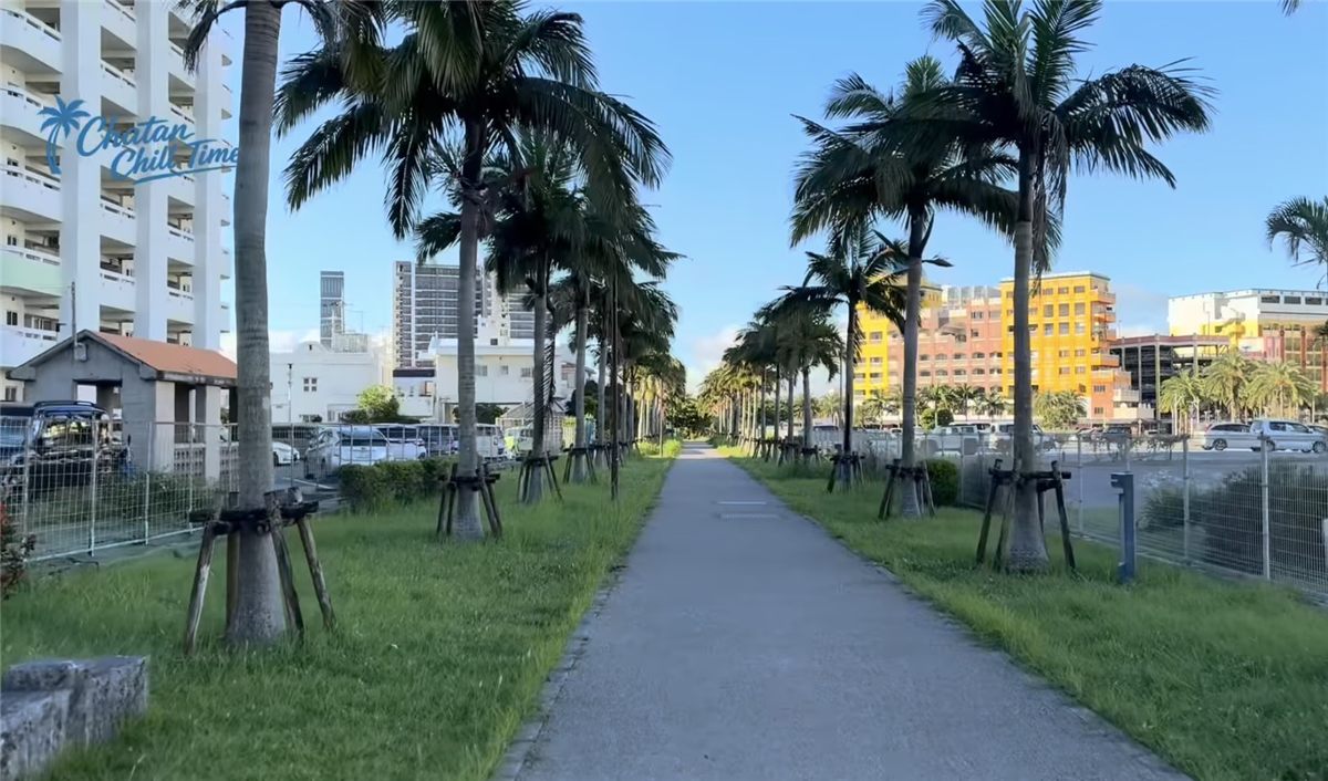 Car-free cycling path lined with palm trees